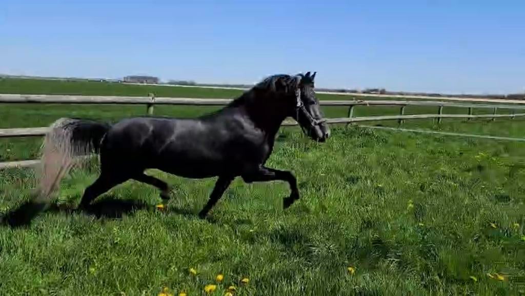 Knappe D pony, Minder dan 160 cm, Met stamboom, Ruin, Dressuurpaard