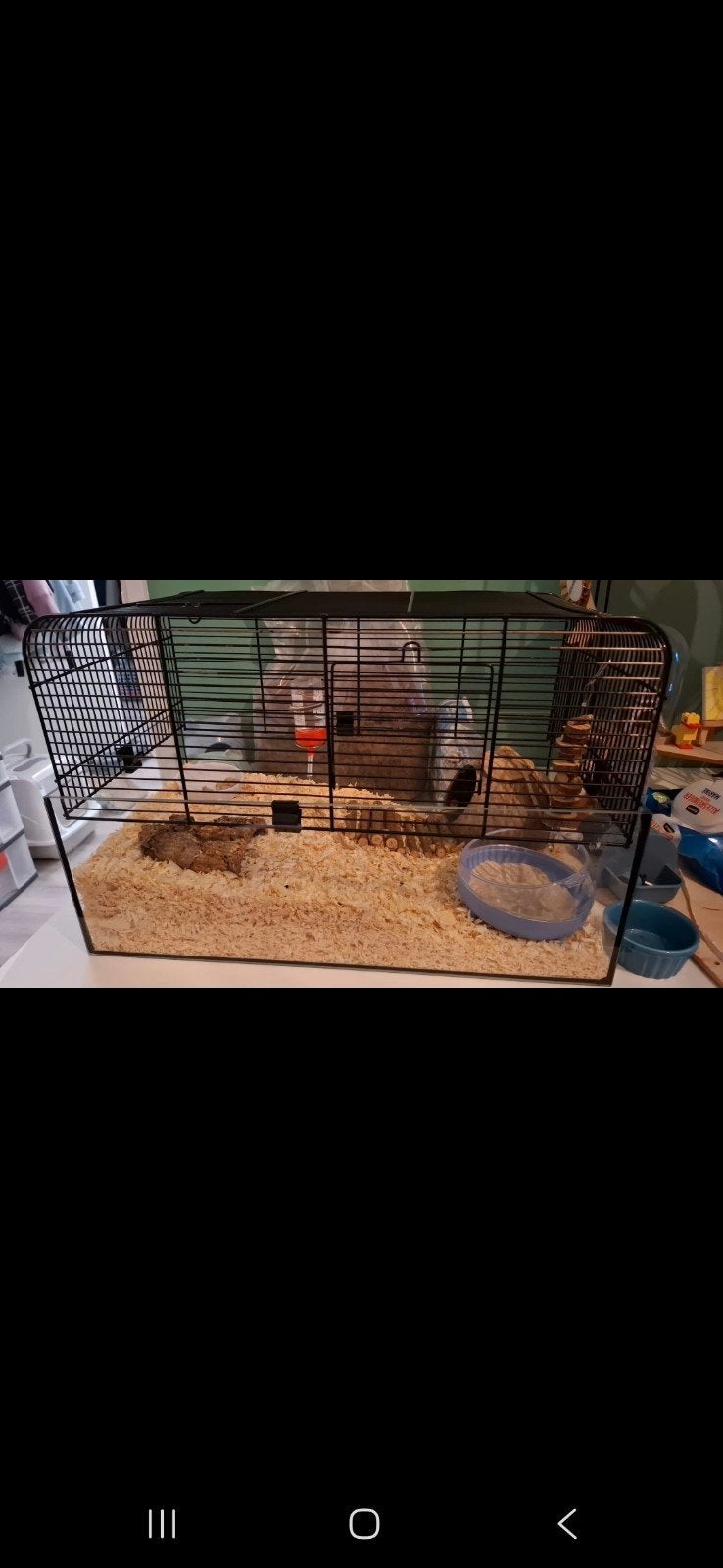 hamsterkooi (glas en tralies) en veel toebehoren, Ophalen, Zo goed als nieuw, Loopwiel of Rad