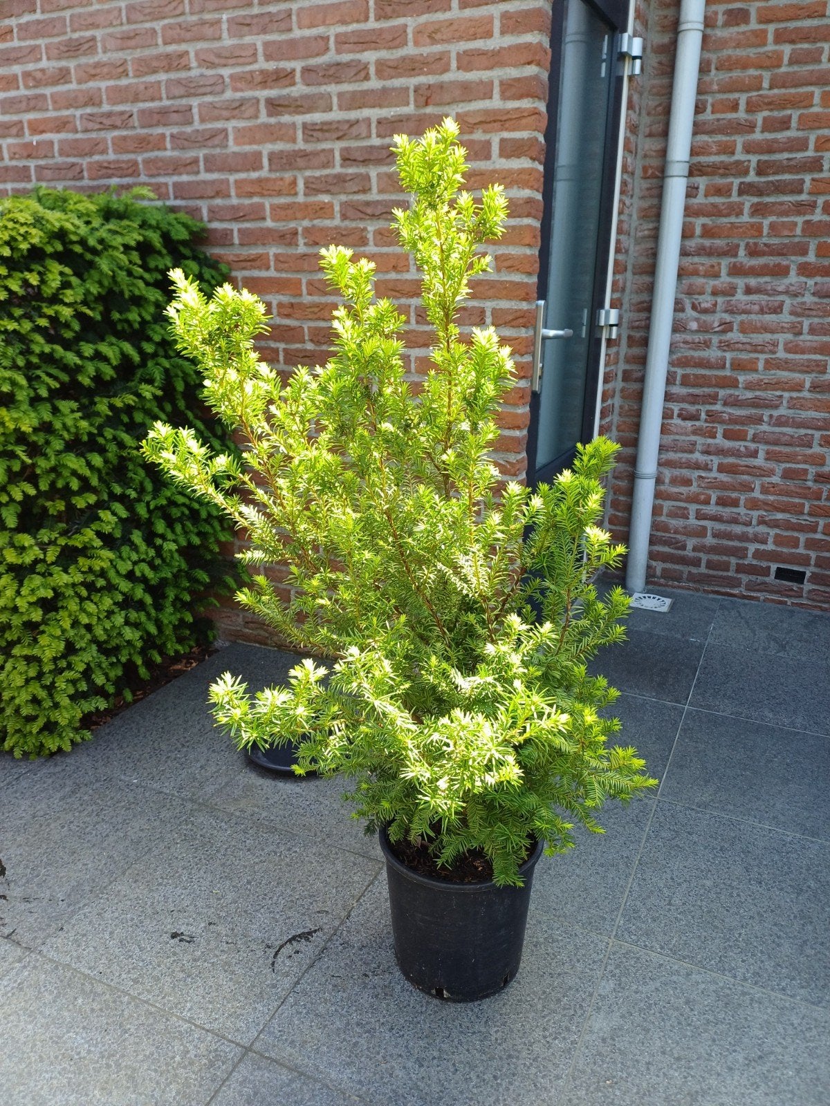 Te koop: Mooie royale Taxus m/Venijnboom in pot - ca.140 cm, Bloeit niet, Halfschaduw, Overige soorten, 100 tot 250 cm
