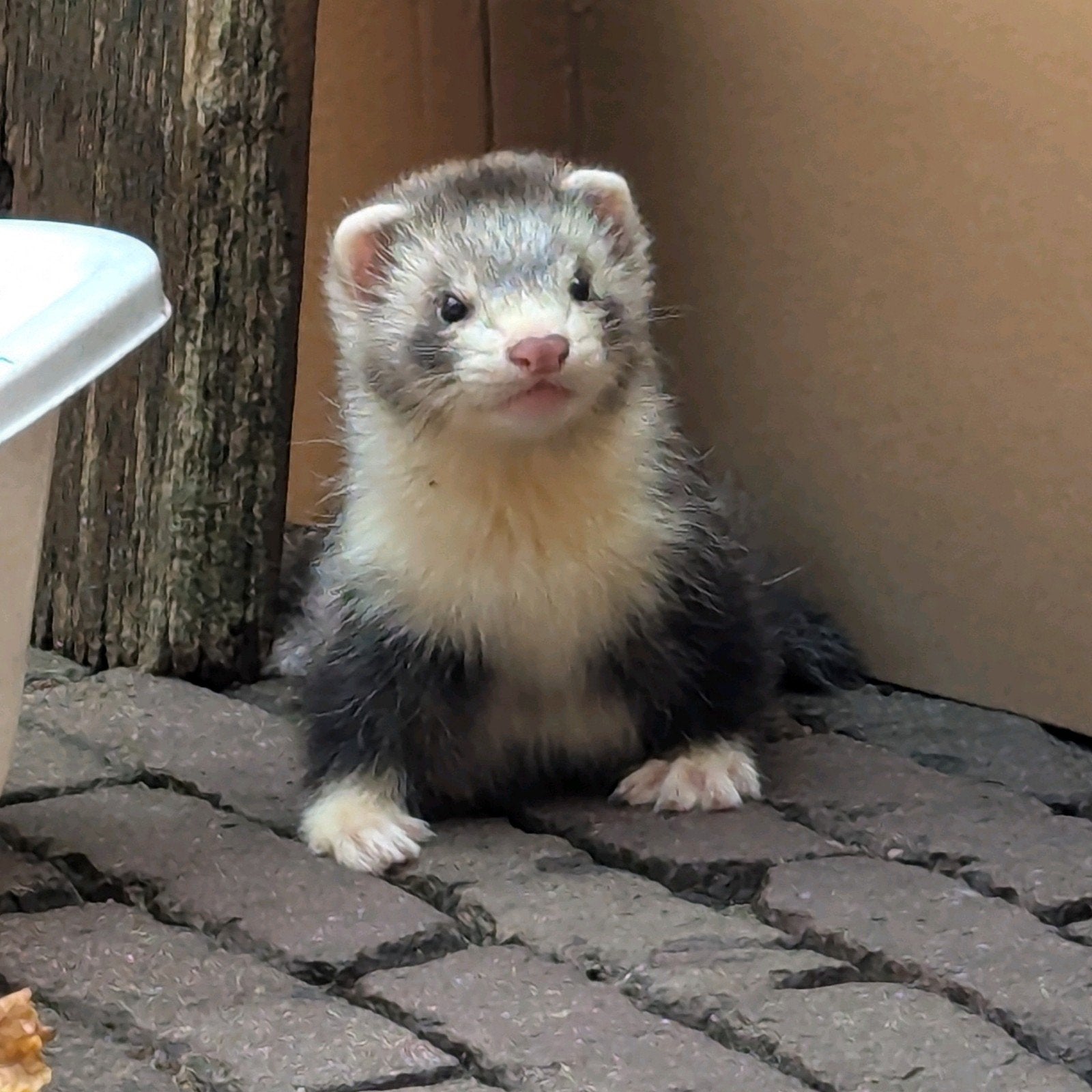 (oudere) fret gezocht!, Dieren en Toebehoren, Maart