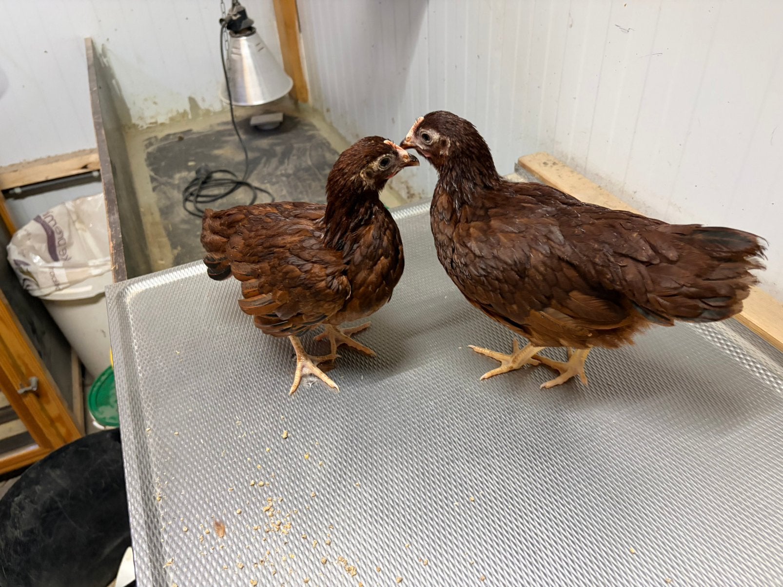 Rhode island red kiel kippen hennen, Dieren en Toebehoren, Pluimvee, Vrouwelijk, Kip