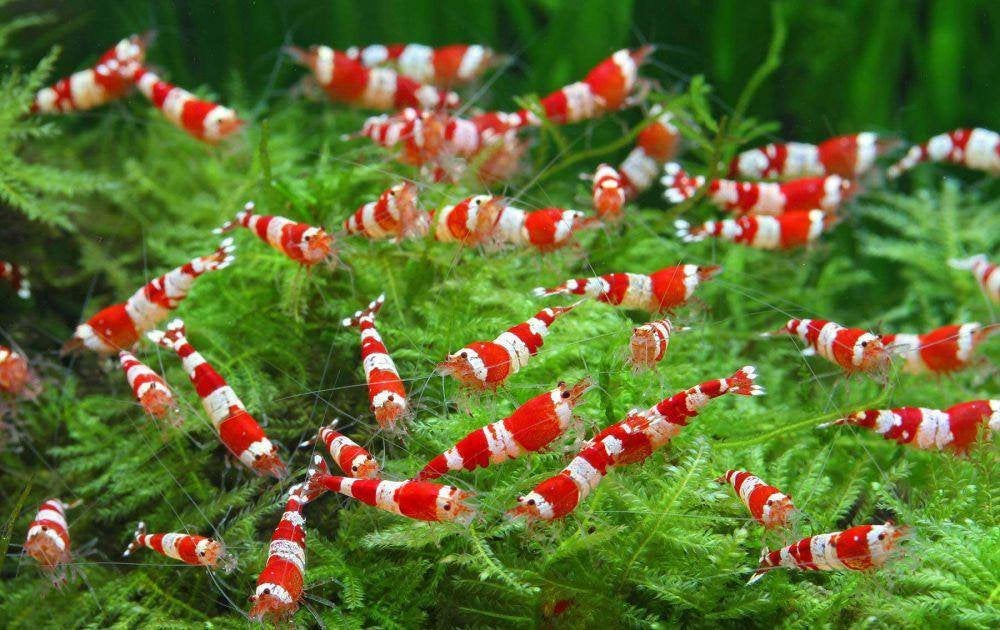 Crystal Red  en Black garnalen gradatie A (3 witte banden), Kreeft, Krab of Garnaal, Zoetwatervis, Schoolvis