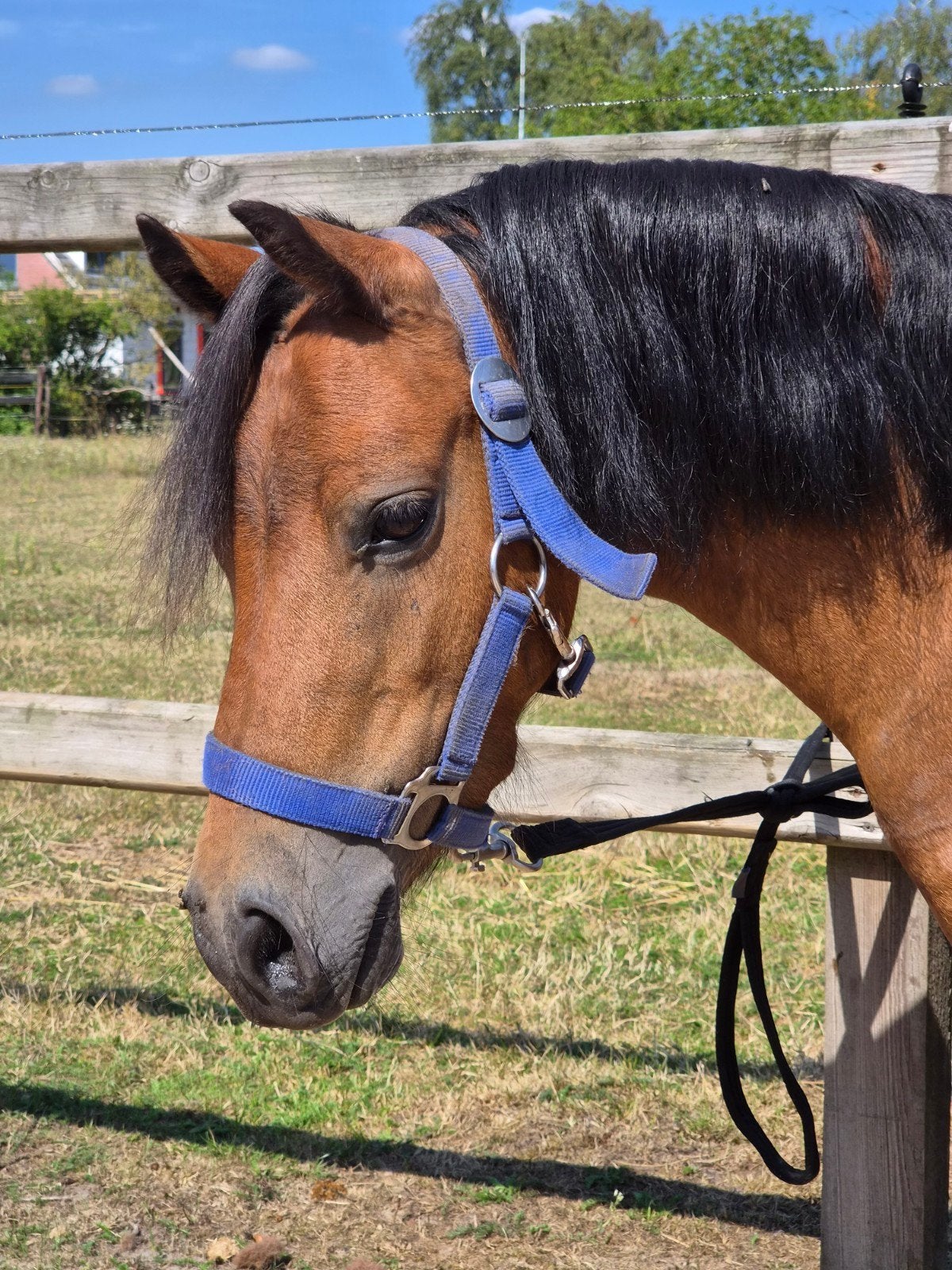 Mooie, lieve A-pony, Merrie, Zadelmak, A pony (tot 1.17m), 7 tot 10 jaar