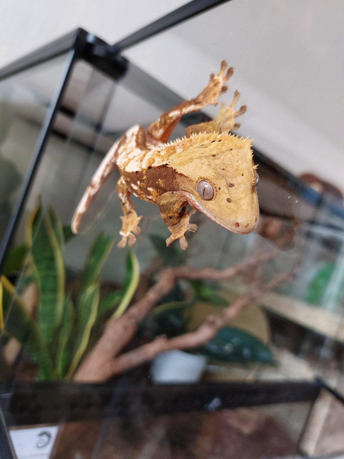 wimpergekko, Dieren en Toebehoren