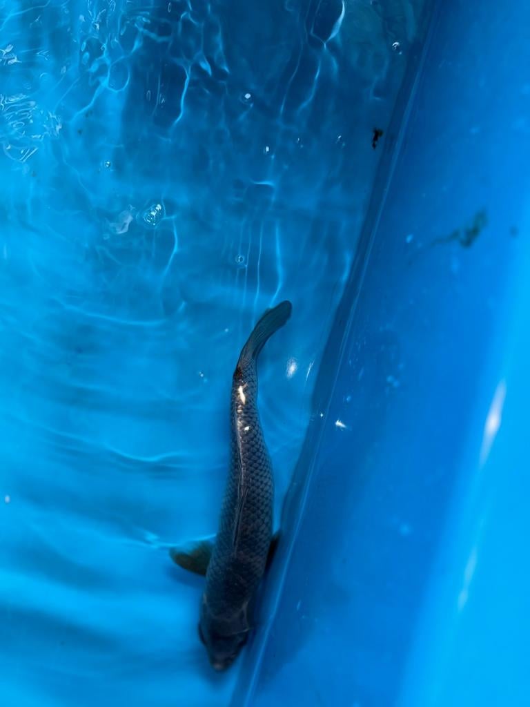 Koi, Karper of Koi