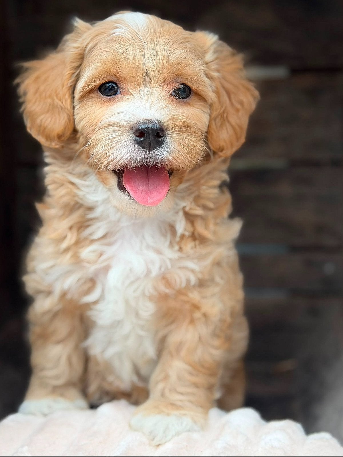 Super schattige en knappe MaltiPoo pups! Mogen verhuizen..️, Dieren en Toebehoren, Honden | Chihuahua's en Gezelschapshonden, Meerdere dieren