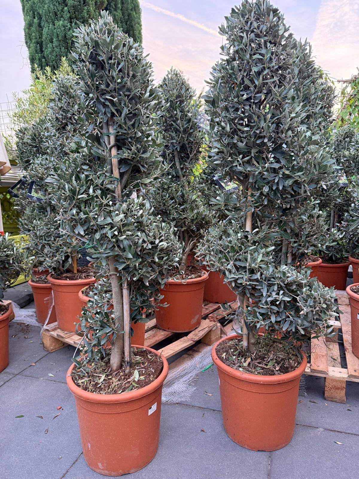 Uniek! Olijfboom spiraalvorm (per stuk), Tuin en Terras, Planten | Bomen, Volle zon, Ophalen of Verzenden, 100 tot 250 cm, Olijfboom