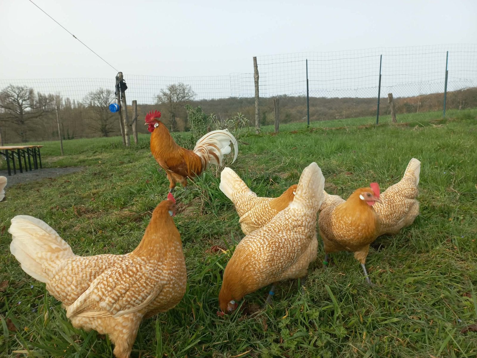 Broedeieren Friese kippen, Meerdere dieren, Kip
