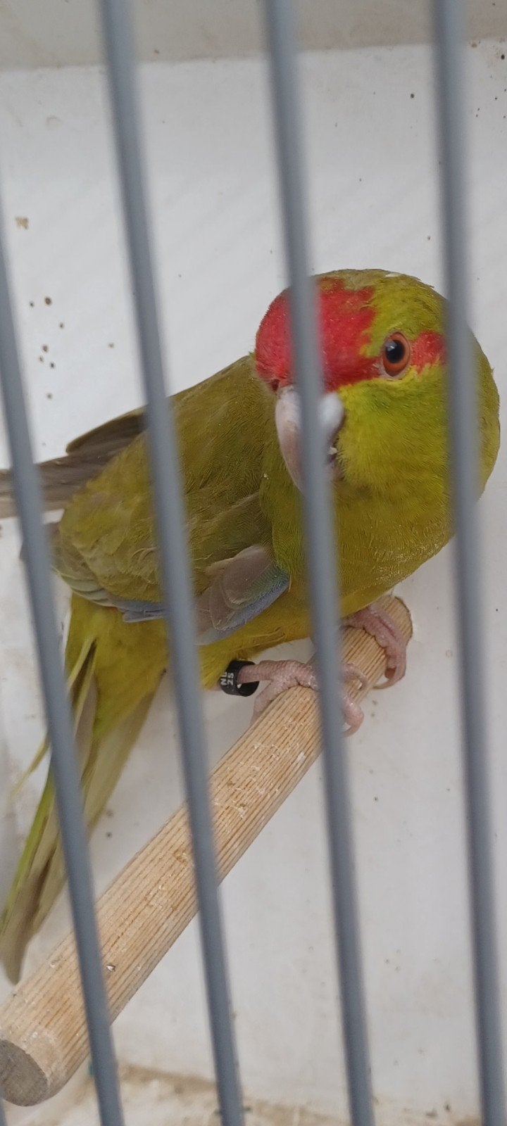 Kakariki man, Dieren en Toebehoren, Mannelijk, Parkiet, Geringd
