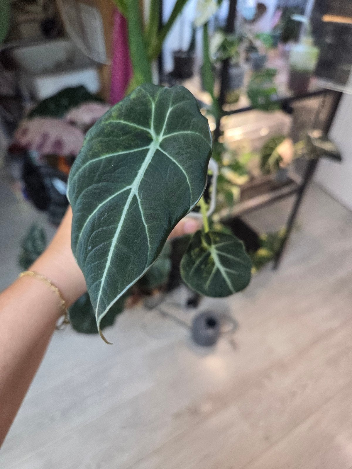 Alocasia black velvet gold, Ophalen of Verzenden, Halfschaduw, Minder dan 100 cm