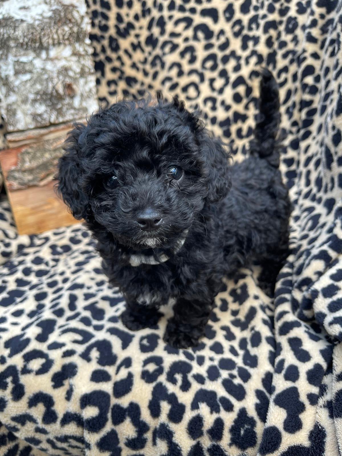 Twee prachtige kleine maltipoo teefjes 🩷, Poedel, CDV (hondenziekte), 8 tot 15 weken, Teef