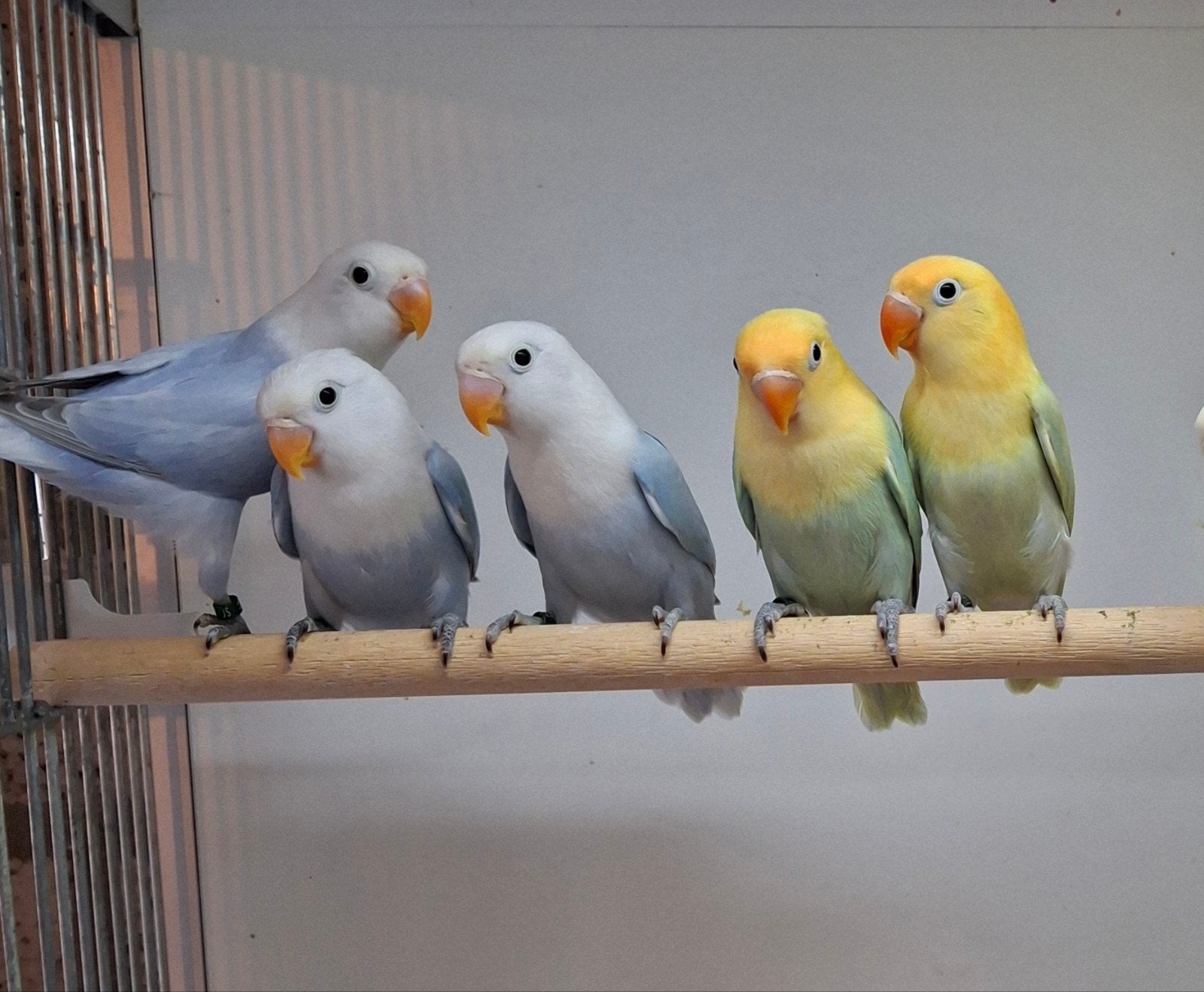 Te koop blauw en turquase opaline dilute, Dieren en Toebehoren, Mannelijk, Parkiet, Geringd
