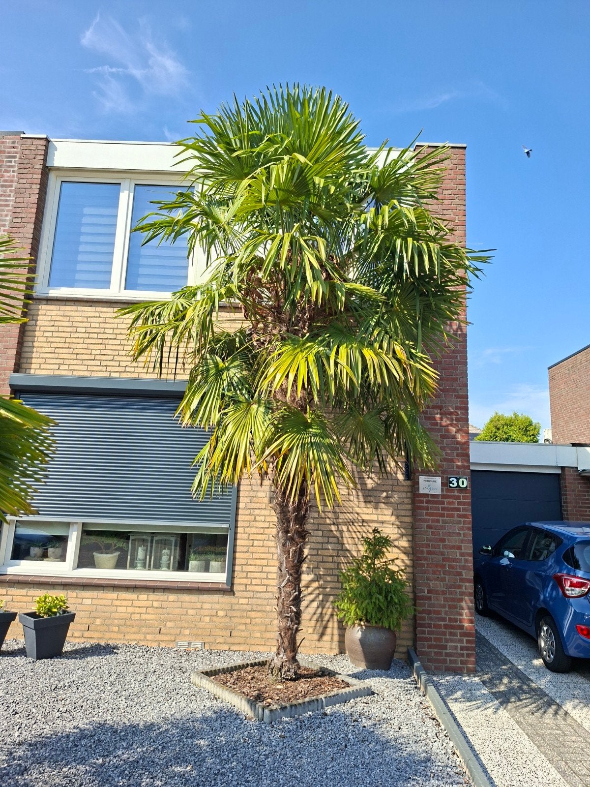 Grote palm, +/_ 4m hoog., Zomer, Palmboom, 400 cm of meer, Ophalen