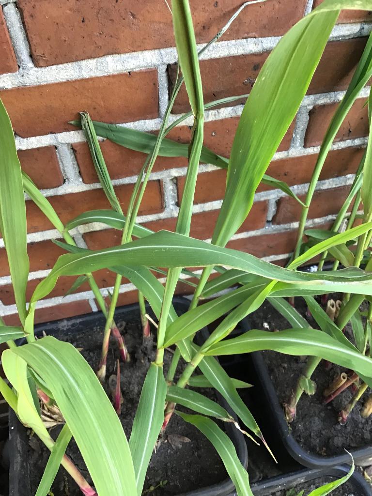 MISCANTHUS. Sinensis.  Grote pot. Vaste plant, Vaste plant, Halfschaduw, Herfst, Ophalen