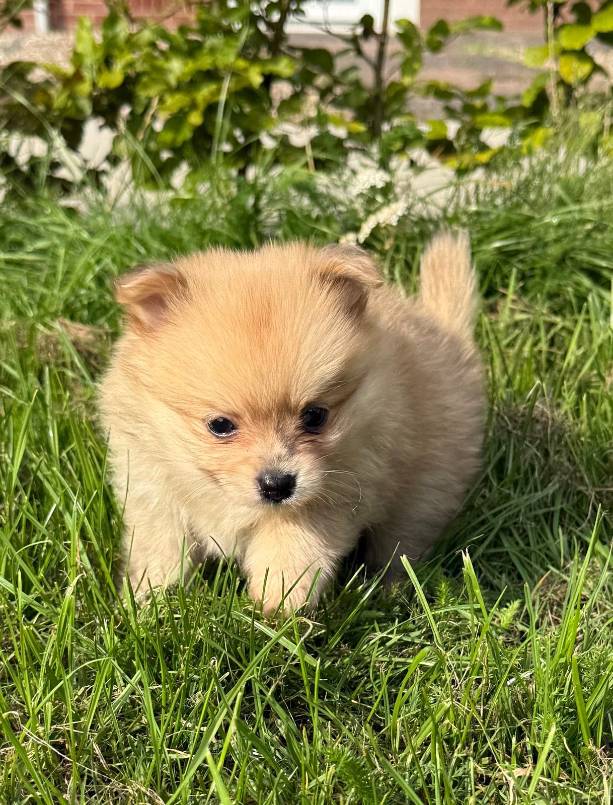 Pomchi pup❤️, CDV (hondenziekte), 8 tot 15 weken, Meerdere, Nederland