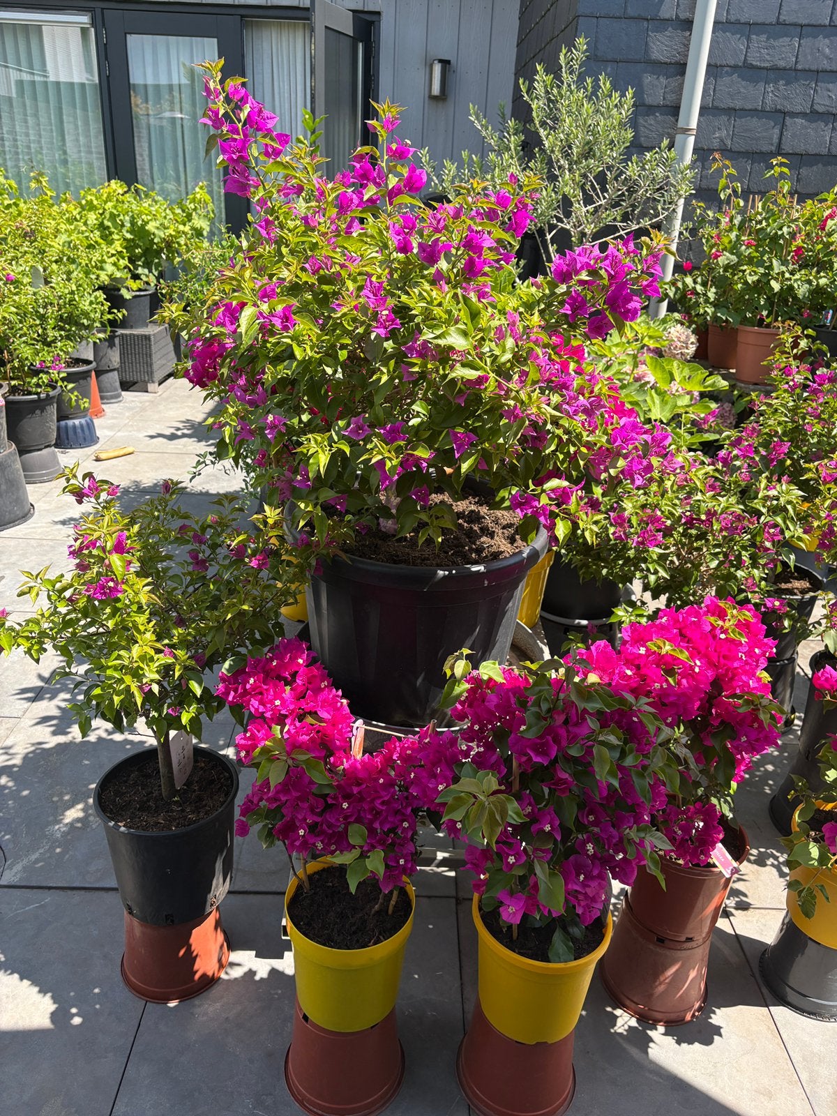 Super mooie bougainvillea’s aangeboden!!!, Volle zon, Vaste plant, Zomer, Ophalen