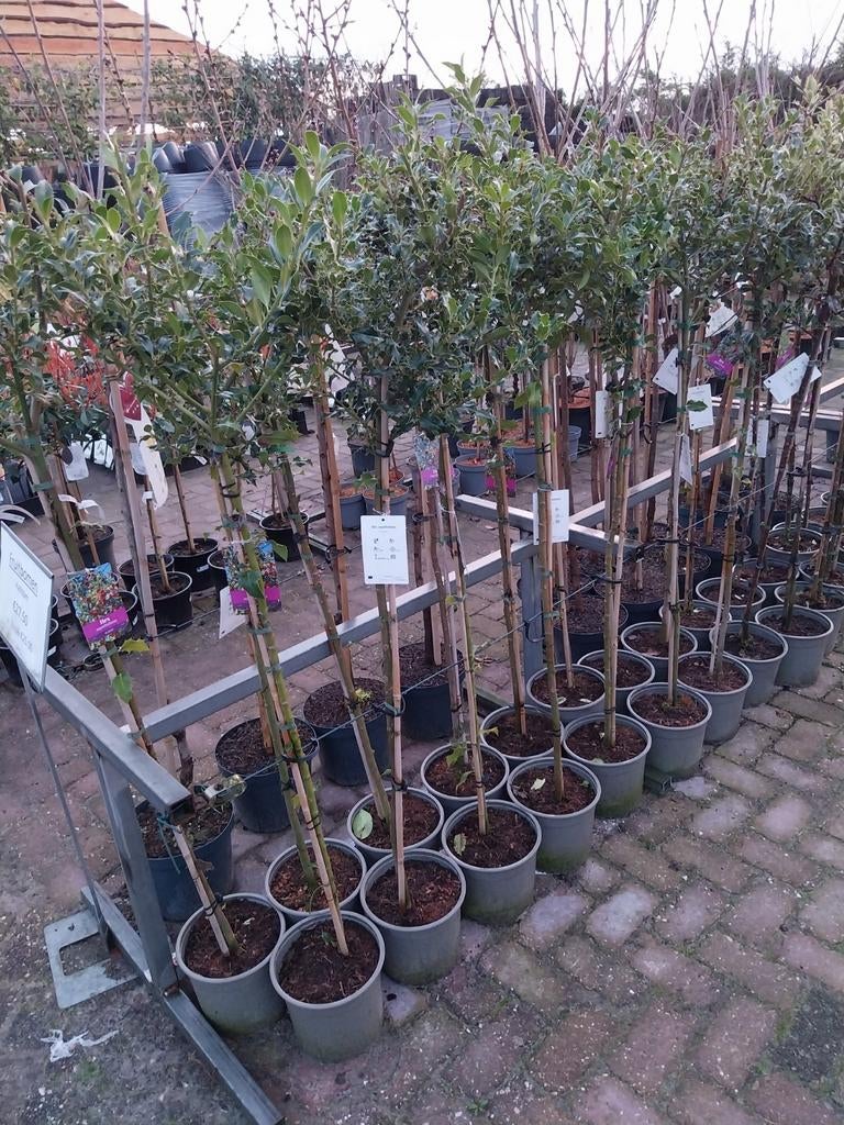 Ilex Aquifolium op stam - Hulstboom, Vaste plant, Bloeit niet, Halfschaduw, Ophalen