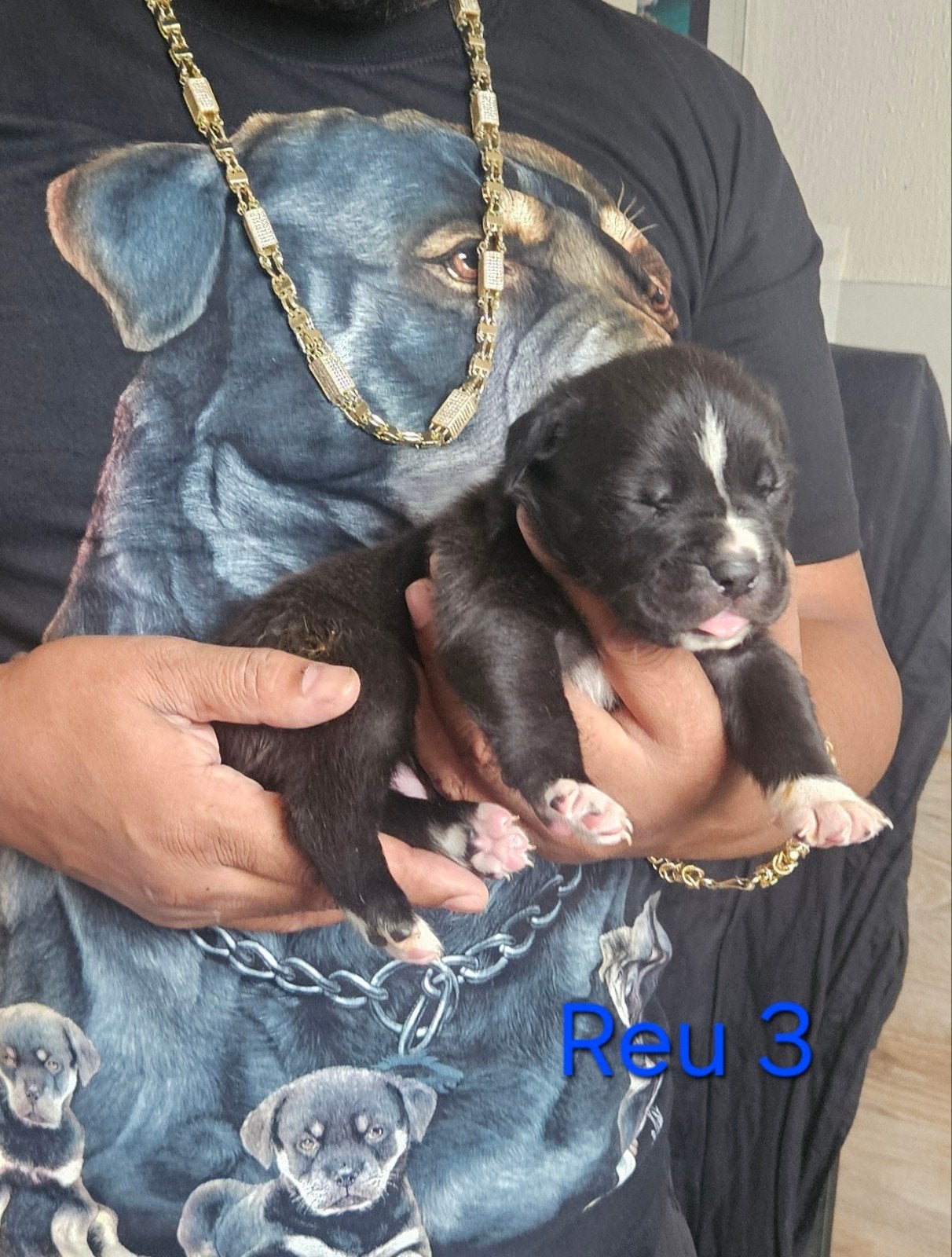 Dogo Argentino x cane corso x Mastweiler, Overige rassen, 8 tot 15 weken, Meerdere, Meerdere dieren