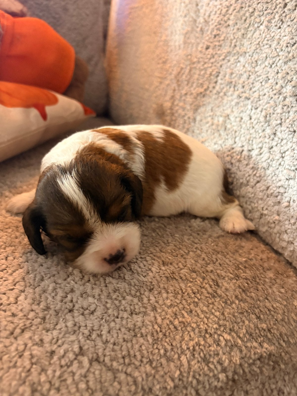 Cavapoo nog 1 teefje beschikbaar, Dieren en Toebehoren, Overige rassen, 8 tot 15 weken, Parvo, Meerdere