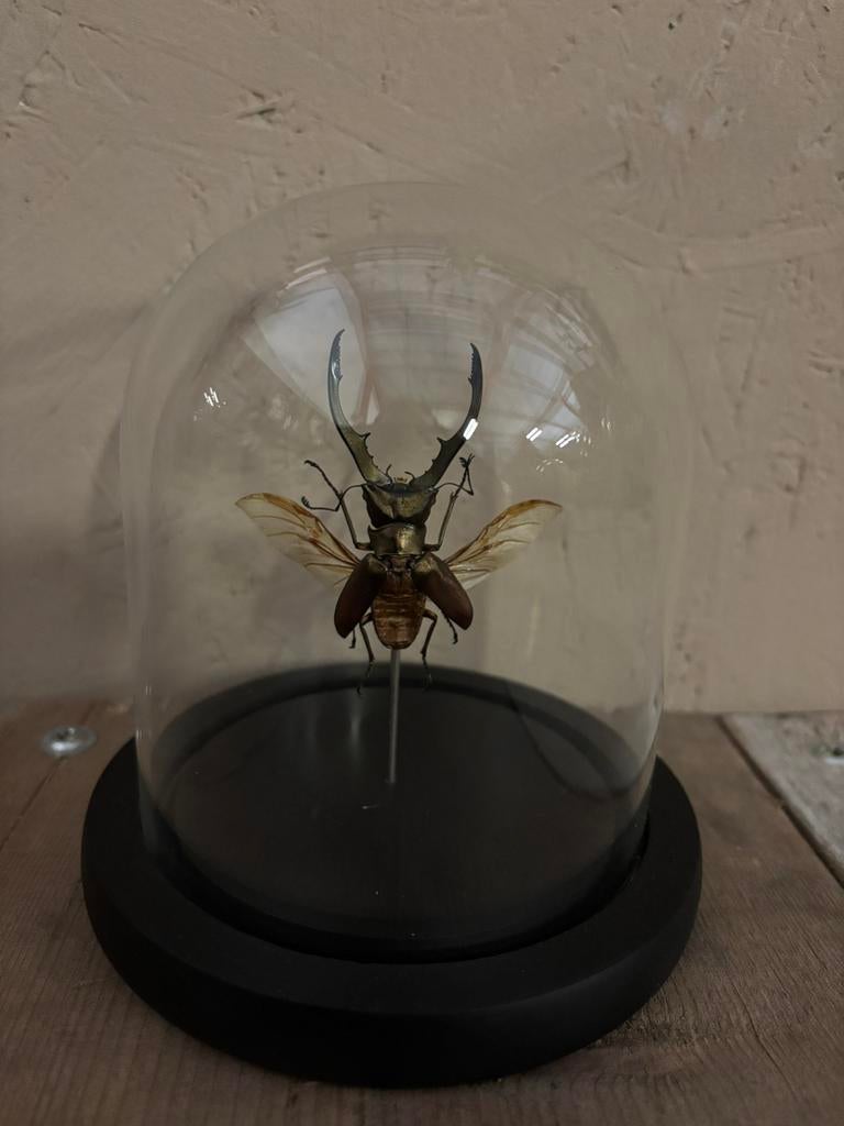 Mooi stolpje met een gouden vliegend hert! (vleugels open), Ophalen of Verzenden, Nieuw, Insect, Opgezet dier