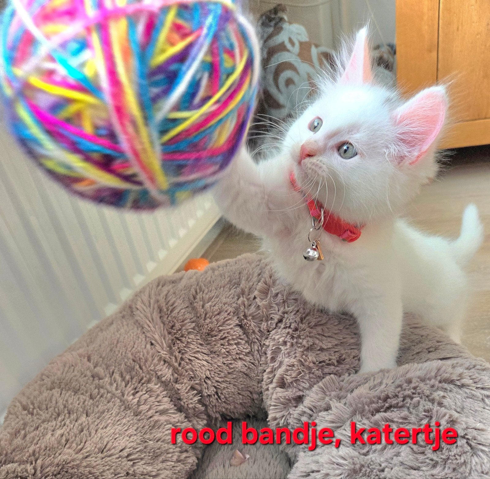 Ragdoll, Siamees, siamese,  kittens, Meerdere dieren