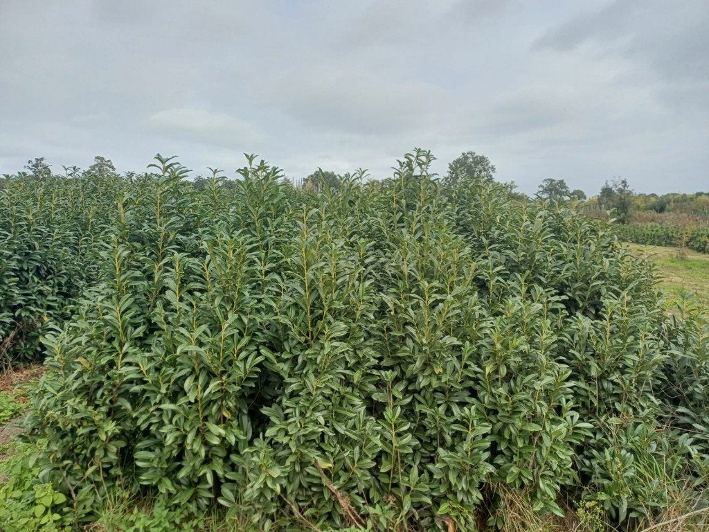 Prunus Genolia verschillende maten. Scherpe prijzen !, Tuin en Terras, Ophalen, Laurier, Haag, 100 tot 250 cm