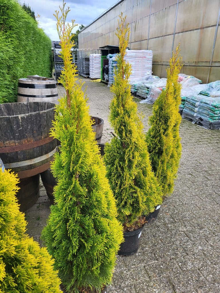 Thuja occ. Golden Smaragd diverse maten (conifeer), Ophalen, Conifeer, Haag, 100 tot 250 cm