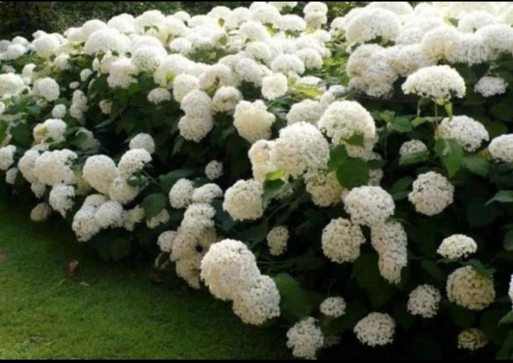 Mooie stekken van Hortensia Annabel, Ophalen of Verzenden, Hortensia, Minder dan 100 cm