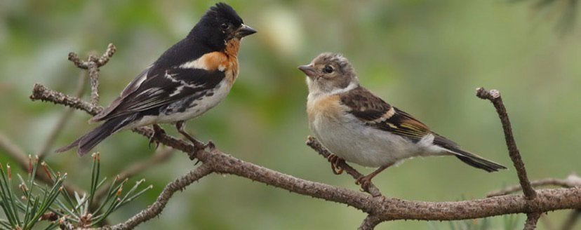 Gezocht koppel kepen, Dieren en Toebehoren, Vogels | Overige Vogels, Meerdere dieren, Geringd