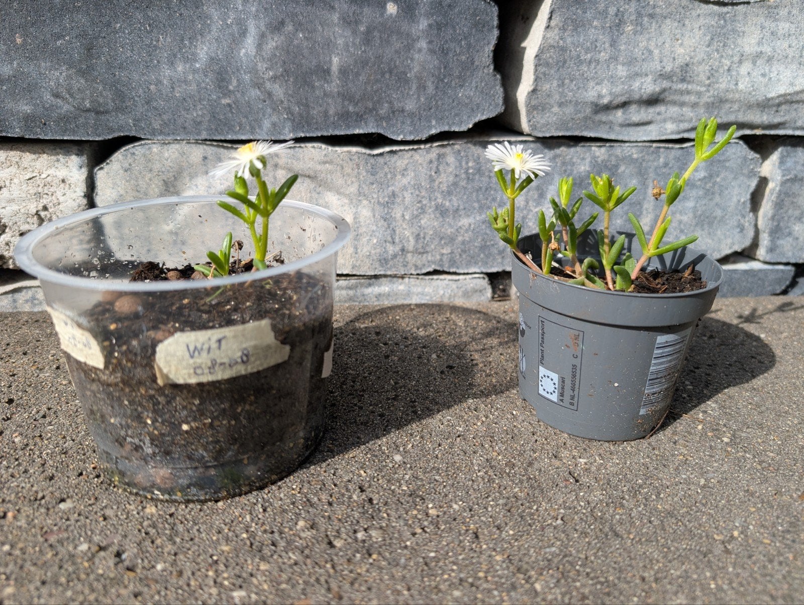Winterharde Ijsbloemen (Delosperma Cooperii), Ophalen, Bodembedekkers, Volle zon, Vaste plant