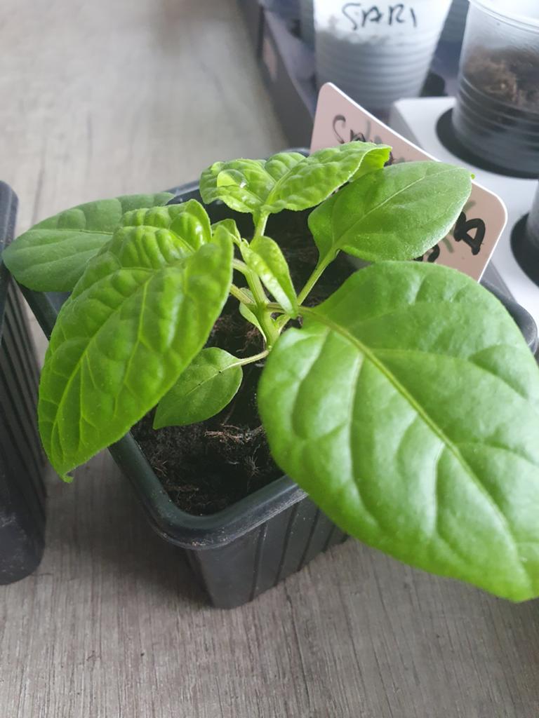 moestuinplantjes madame jeanette Peperplantjes peper plant, Tuin en Terras, Planten | Tuinplanten, Ophalen, Volle zon, Groenteplanten