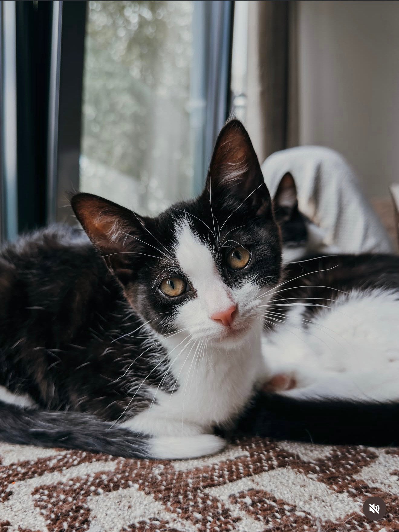 Loki zoekt een nieuw liefdevol huisje, Poes