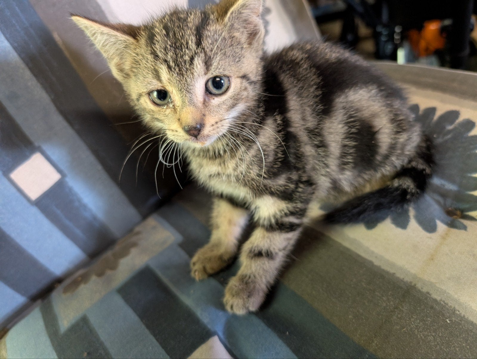 Kittens zoeken een nieuw huisje, Meerdere dieren, Kortharig, 0 tot 2 jaar