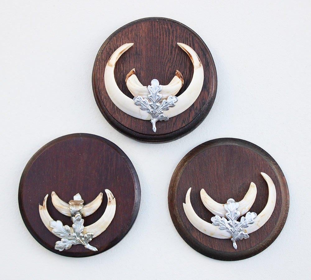 3 x schild tanden EVERZWIJN / WILD ZWIJN - set N
