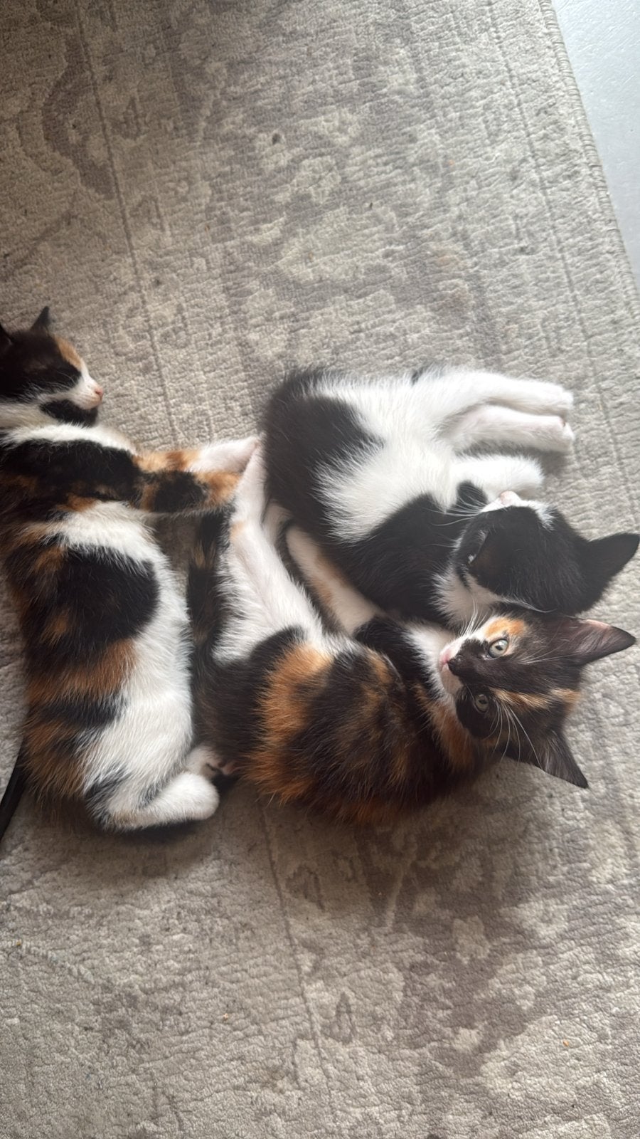 Lieve lapjeskittens zoeken een nieuw thuis️, Poes, 0 tot 2 jaar