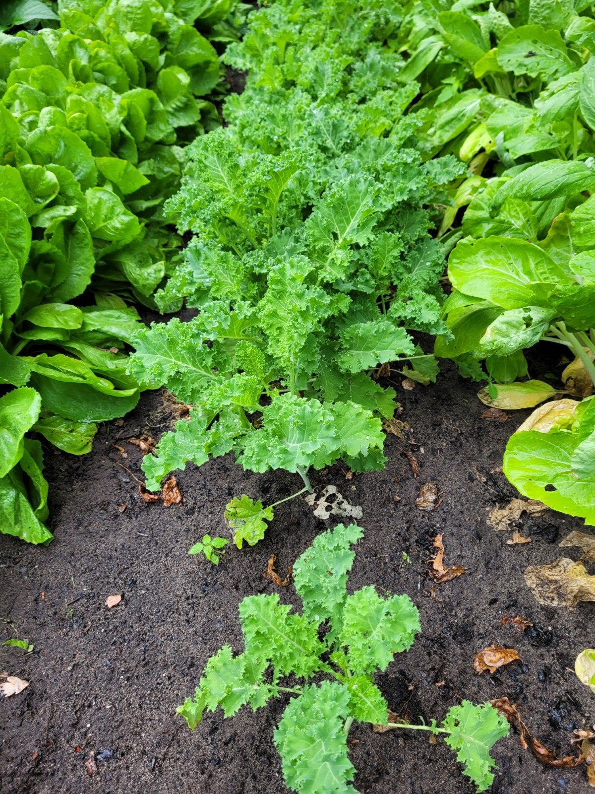Verse Boerenkoolplantjes voor een rijke oogst, Tuin en Terras, Planten | Tuinplanten, Ophalen, Volle zon, Groenteplanten, Eenjarig