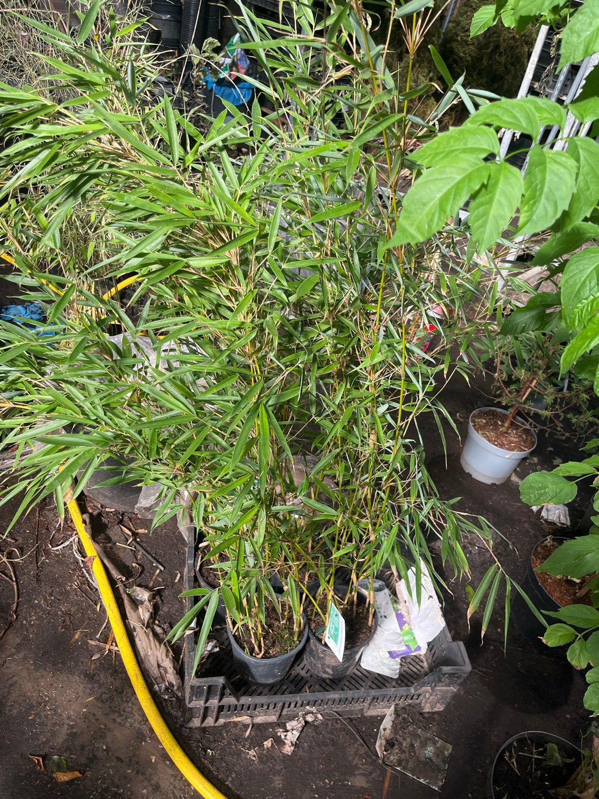 4 niet-woekerende bamboe 100-125cm, Vaste plant, Siergrassen, Ophalen of Verzenden, Bloeit niet