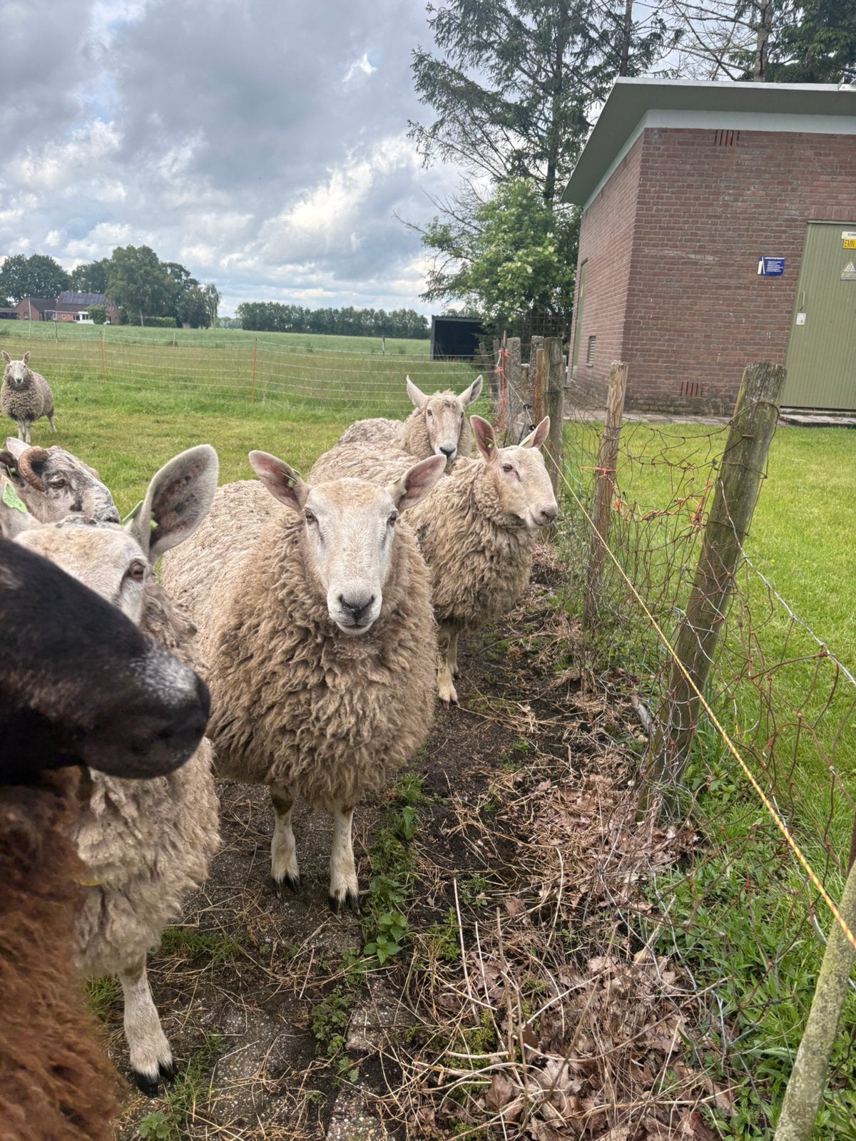 Dekrammen, Border Leicester kruisingen, Mannelijk, Schaap