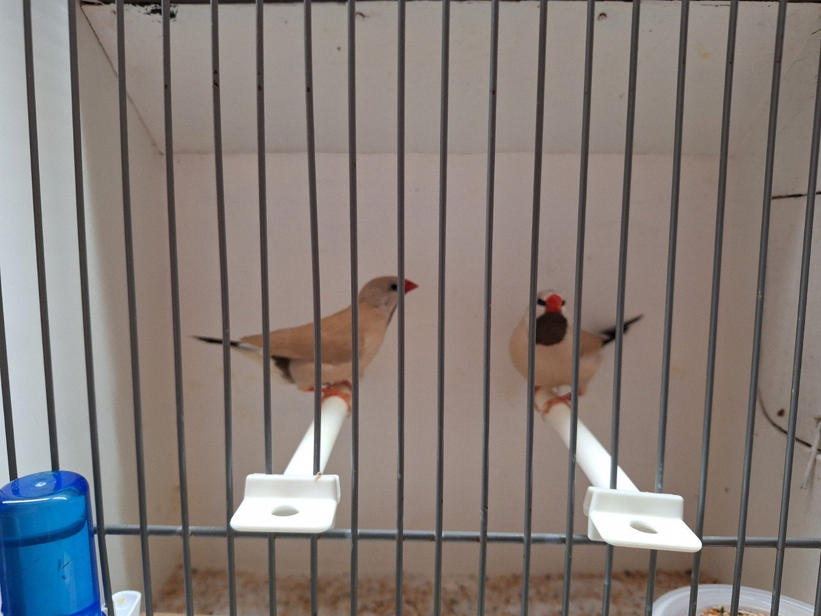 Spitsstaart amadines, Dieren en Toebehoren, Vogels | Overige Vogels, Meerdere dieren, Geringd