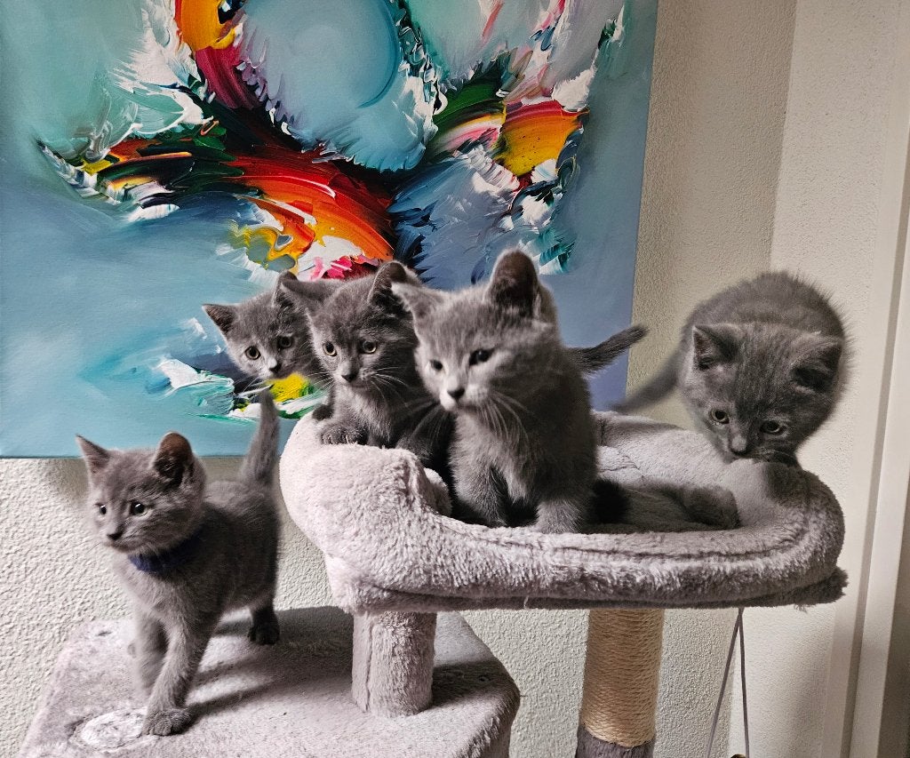Prachtige kittens. Blauwe Rus/Britse korthaar, Meerdere dieren, Ontwormd, 0 tot 2 jaar