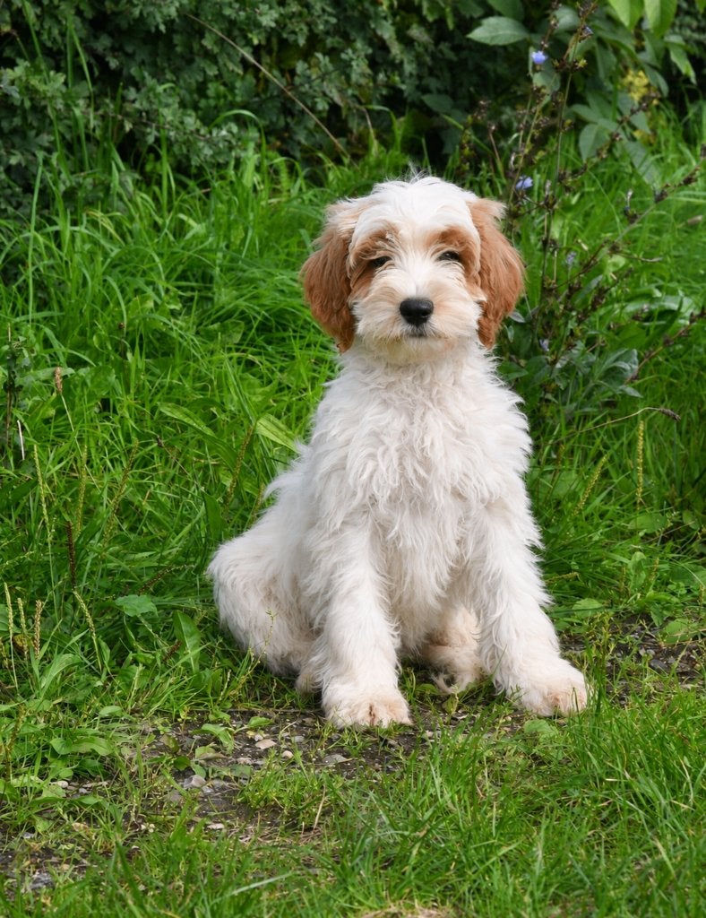 Parti-colour Australian labradoodle pups uit geteste ouders, Nederland, CDV (hondenziekte), 8 tot 15 weken, Meerdere