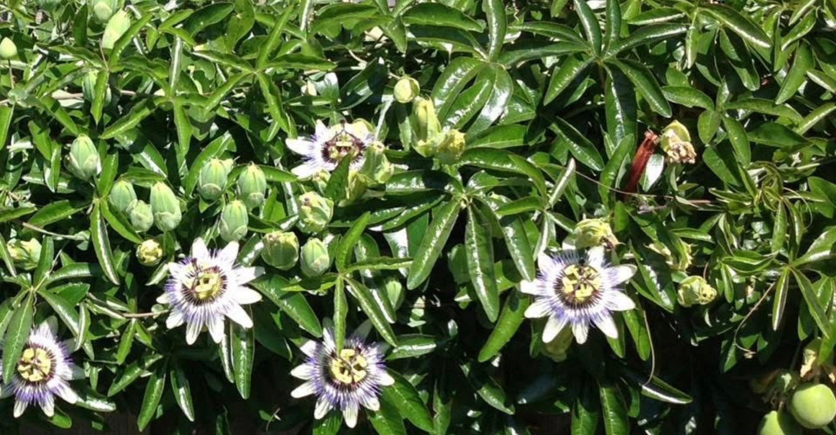 Passiebloem/ plant, Ophalen, Overige soorten, Volle zon