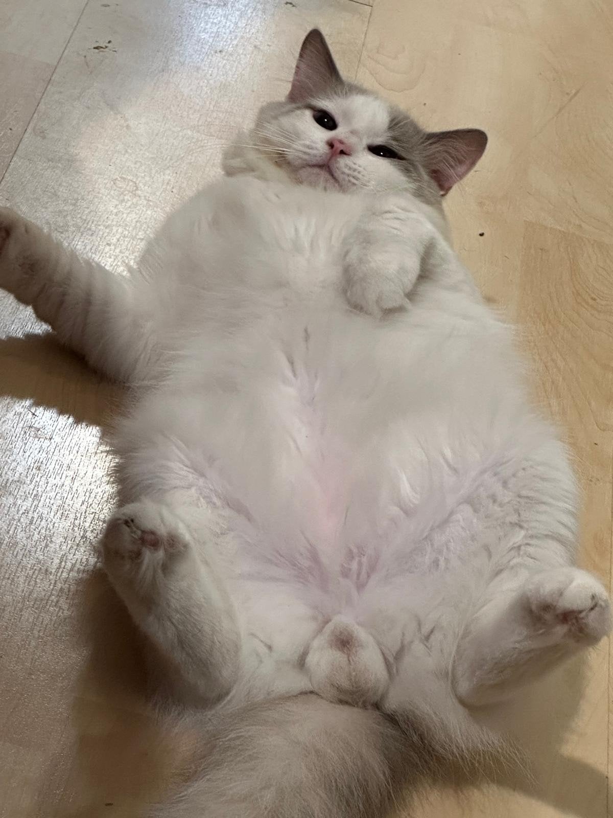 Ervaren Ragdoll dekkater  Getes (niet te koop ), Kater