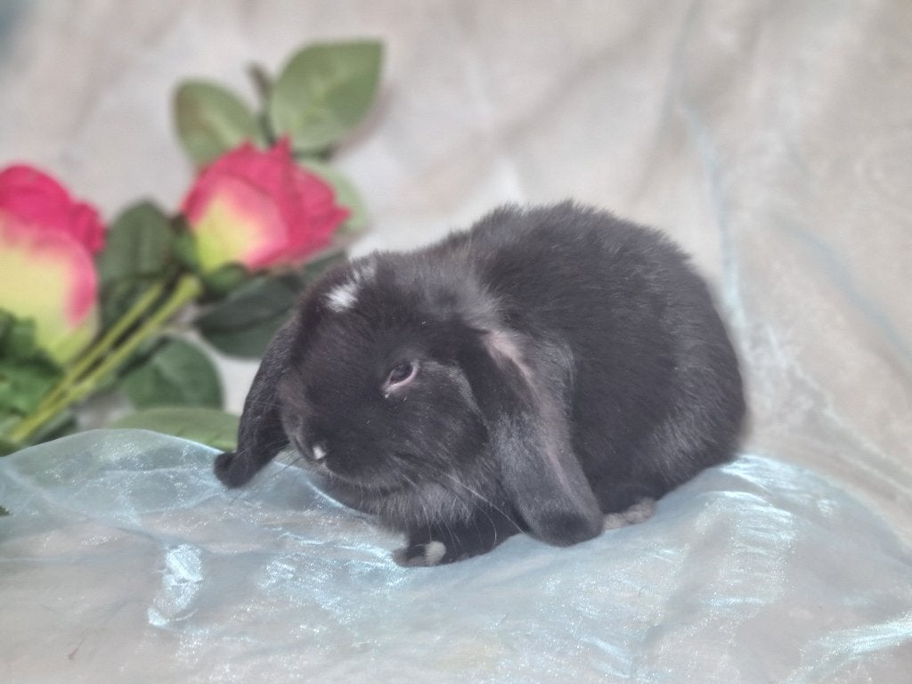 minilop babykonijntjes, Meerdere dieren, Dwerg