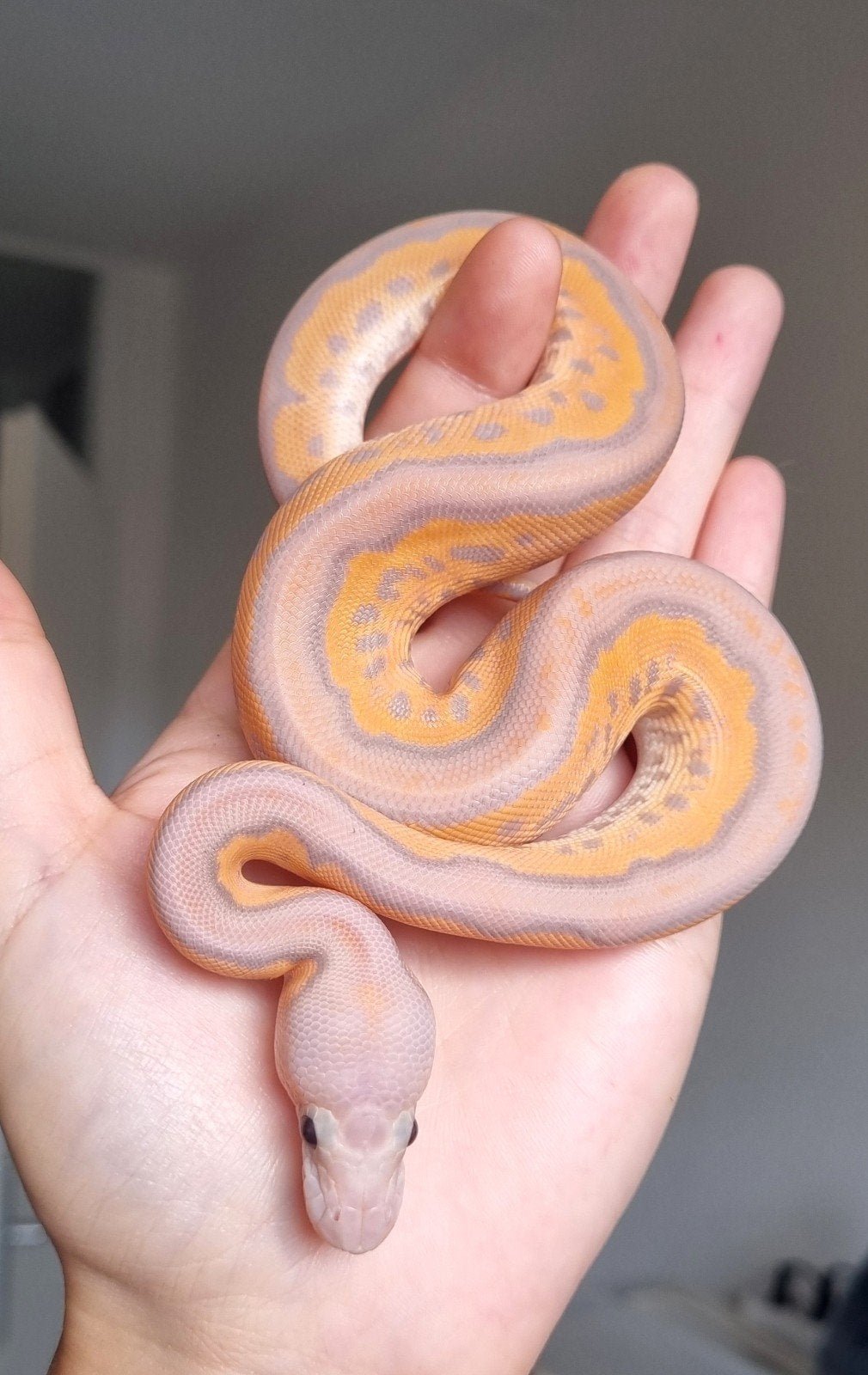 1.0 banana black pastel od spotnose clown koningspython Ball Python - male for sale from Rocking Reptiles