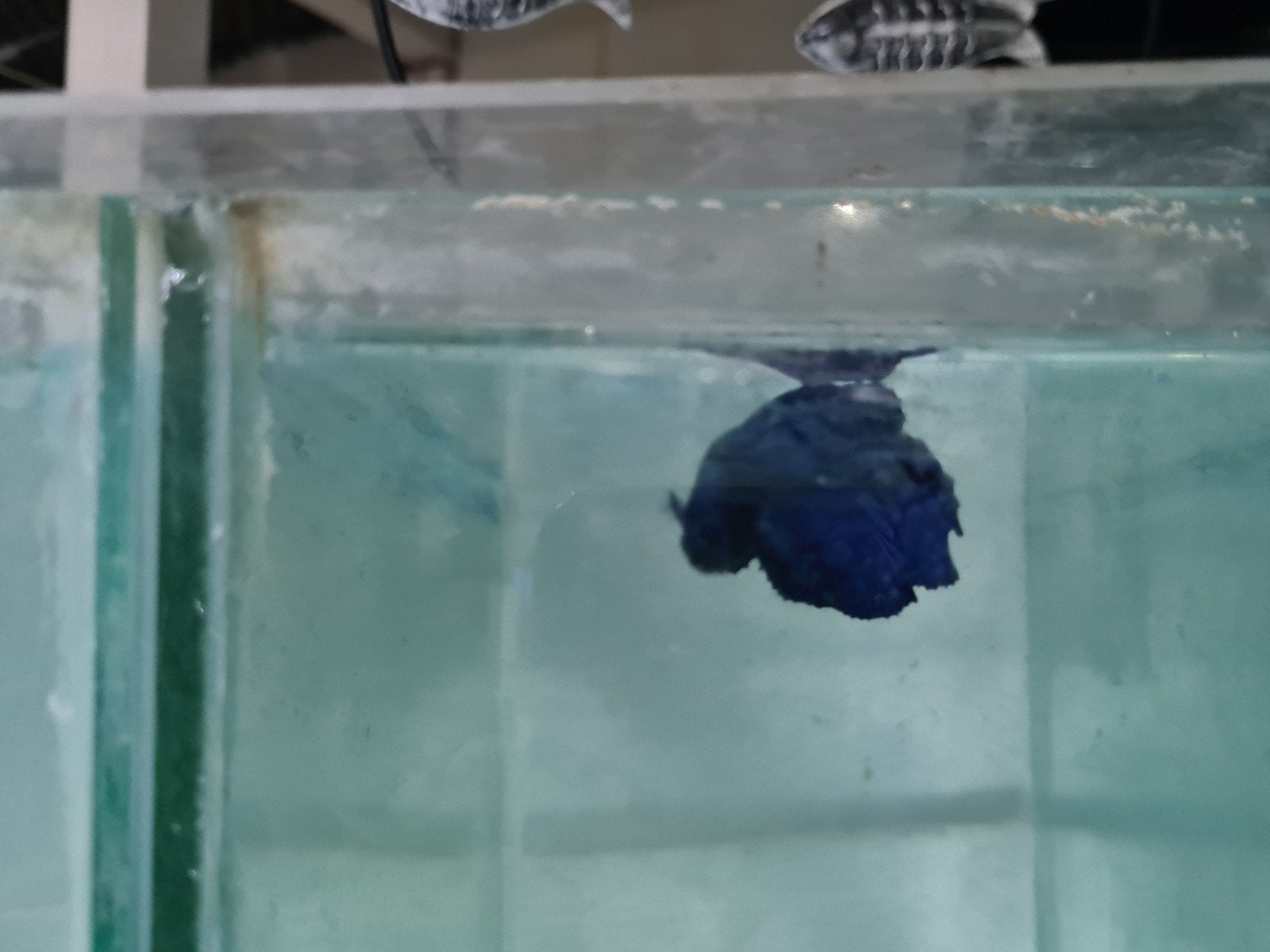 Betta Splendens Super Delta Kempvis man, Dieren en Toebehoren, Vis, Zoetwatervis