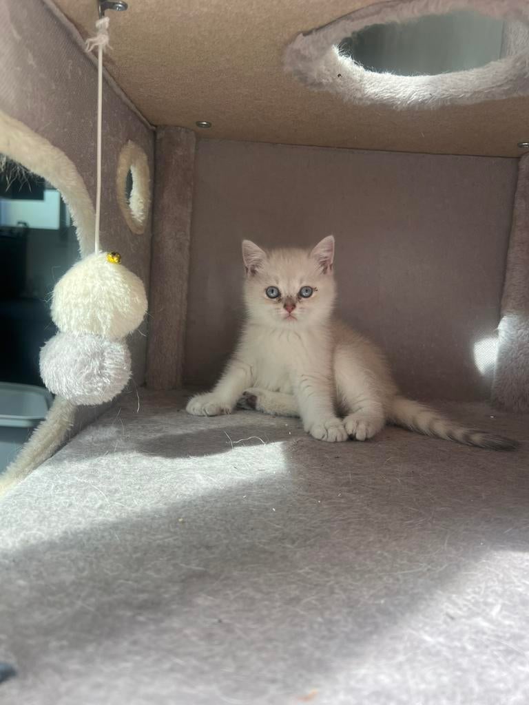 Nog 1 meisje britse korthaar, Poes