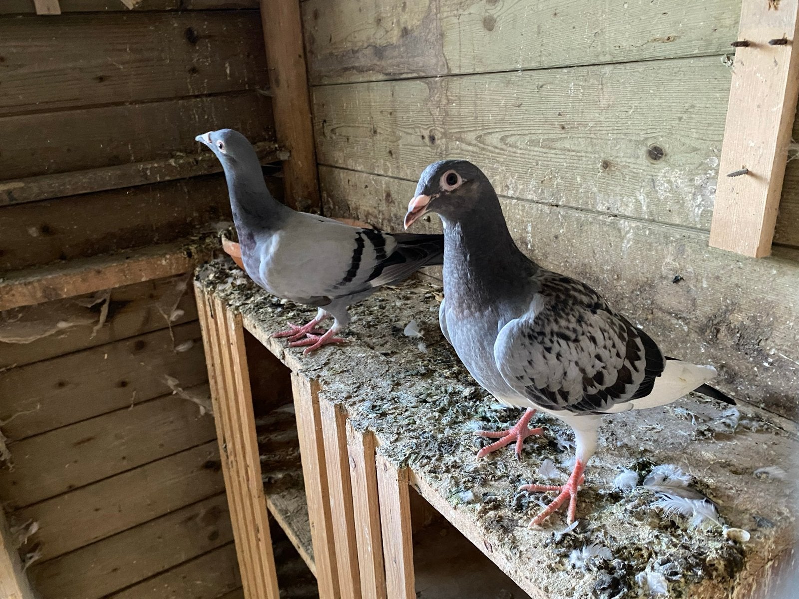 Jonge postduiven, Geslacht onbekend, Postduif