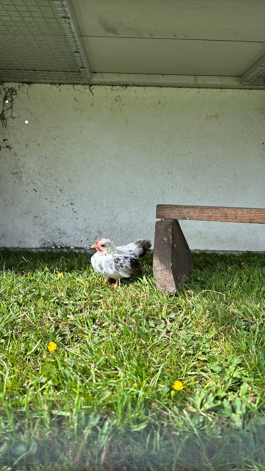Sarama kuiken haan of kip, Dieren en Toebehoren, Pluimvee, Mannelijk, Kip