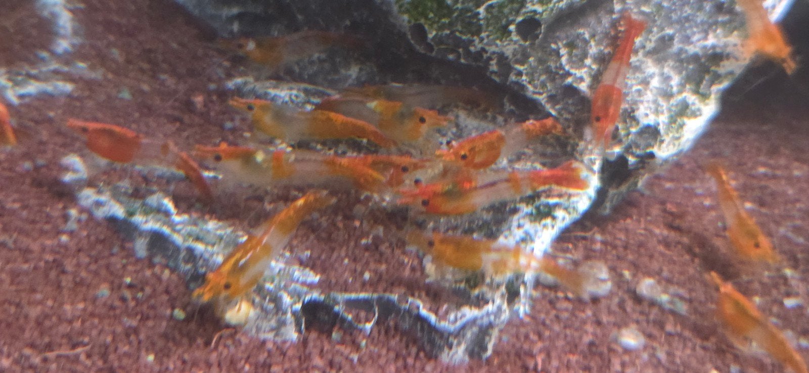 Oranje rili neocaridina  garnaal, Kreeft, Krab of Garnaal